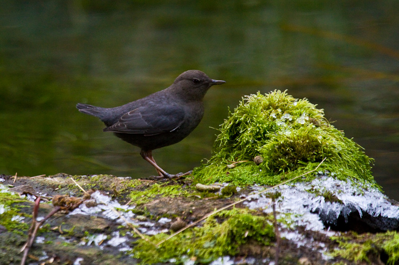 American Dipper